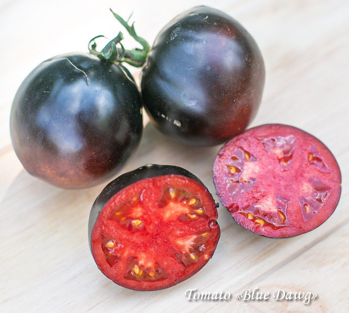 Indigo tomato "Blue Dawg", Тёмно-синий индиго томат со вкусной красной мякотью, очень необычный помидор